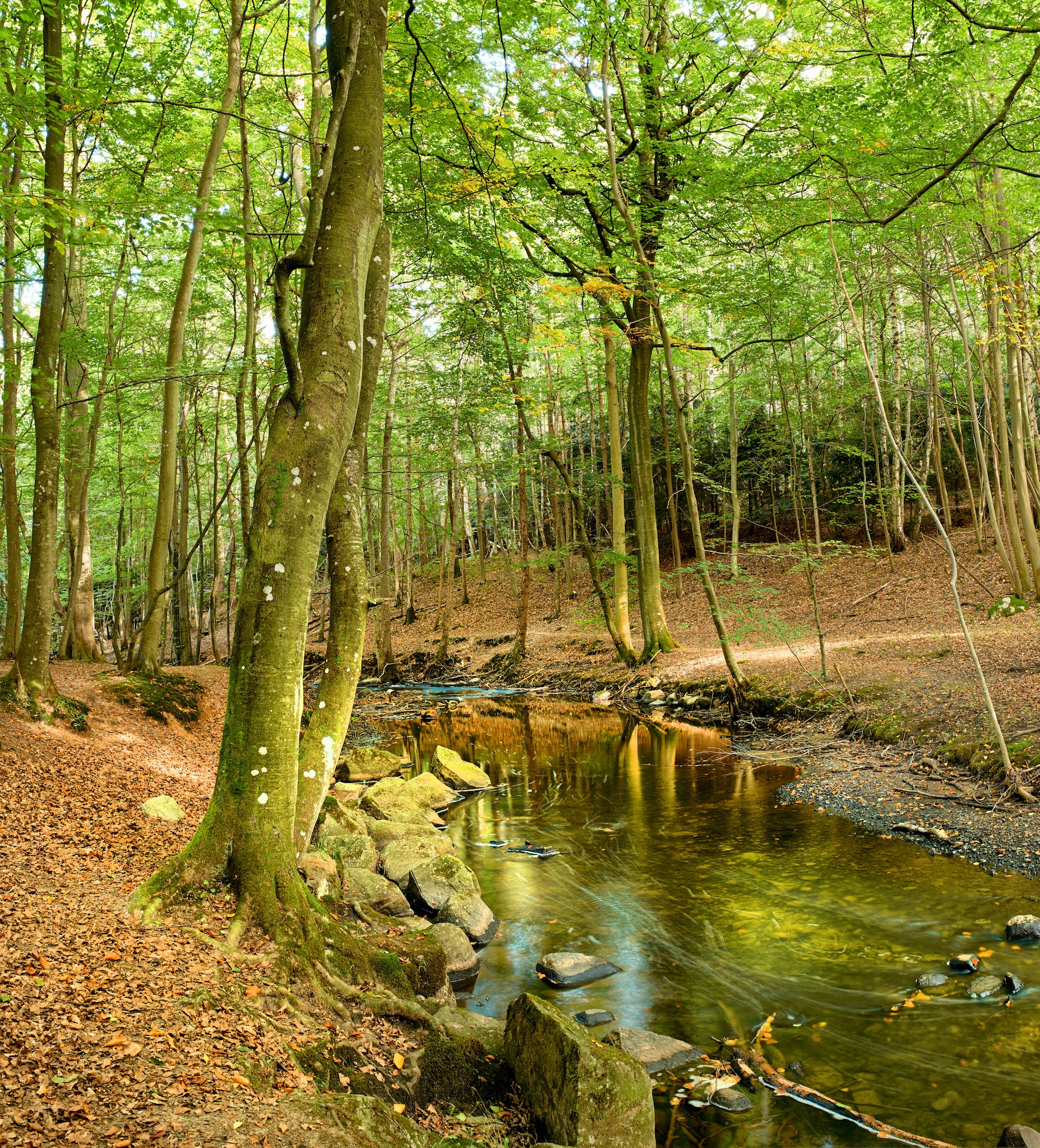 Hardwood forest - Denmark. Hardwood forest uncultivated - Denmark.